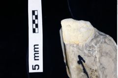 Foto (Detailansicht) von Longodromites excisus (von Meyer, 1857) (NHMW-GEO-1990-0041-0235)